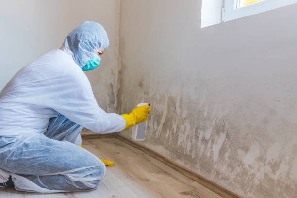 Mold Remediation specialist working in Maple